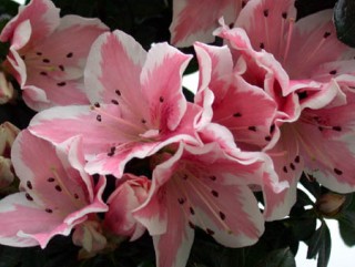 Liliom