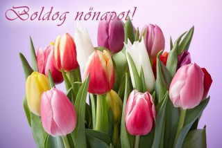 Tulipán nőnapra